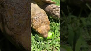 TanQ (The Tortoise) eating the first Cucumber of the season.