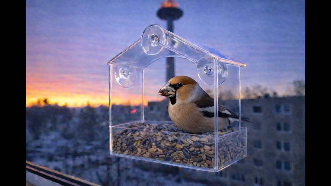 Vilnius Birds | Live Window Bird Feeder