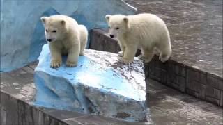 Белая медведица Герда даёт урок по плаванию медвежатам 05.05.19