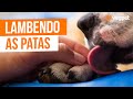 Cachorro fica lambendo as patas   o que fazer