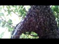Ловля роя пчел в ловушку на пасеке . Catching a swarm of bees in the apiary trap