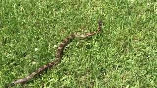 What Kind of Snake is this?  LOOK!