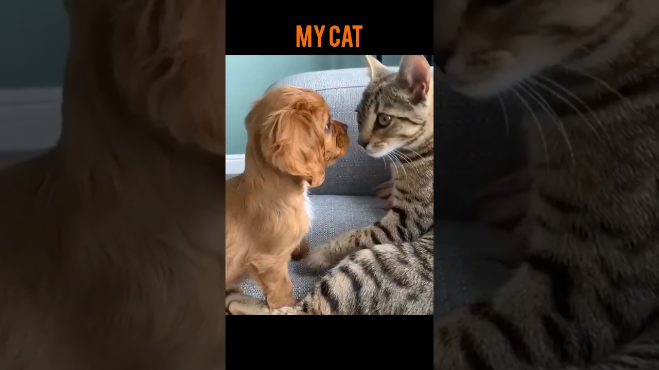 OTHER'S CAT🙄VS MY CAT🤣