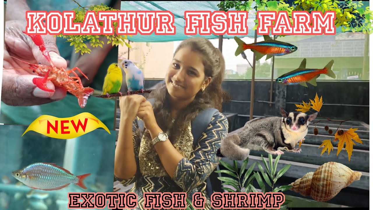 Exotic fish farm in KOLATHUR Chennai farm visit exotic species farm