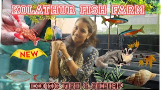 Exotic fish farm in KOLATHUR | Chennai farm visit | exotic species farm | biggest exotic fish farm