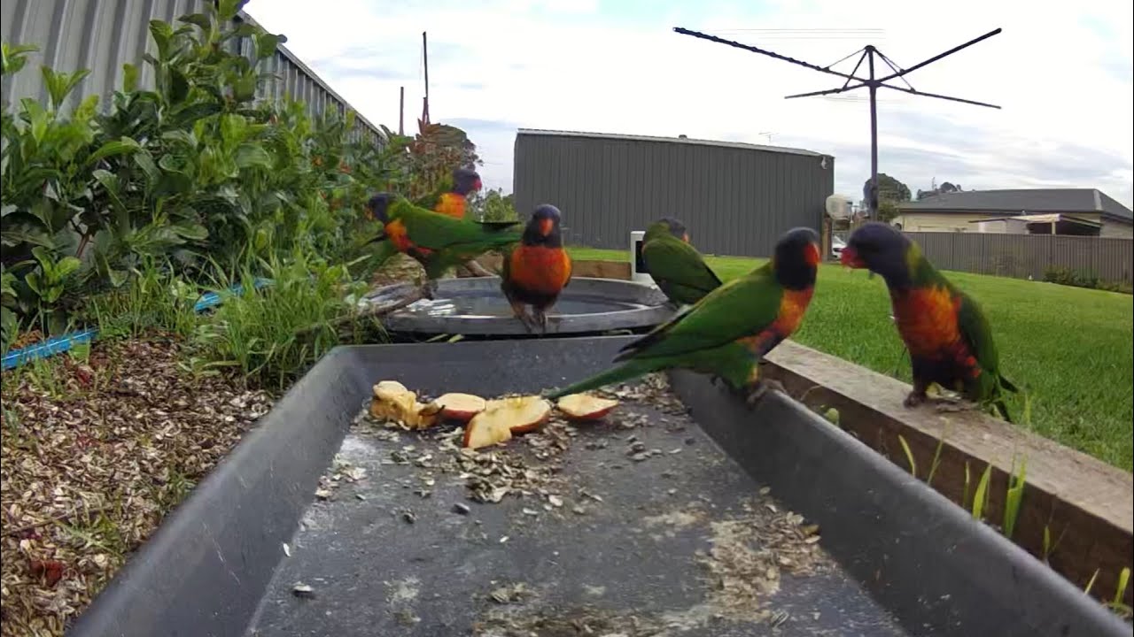 Australian bird feeder cam | 22/12/25  | Wild birds | funny | Rainbow Lorikeets | galahs  and more