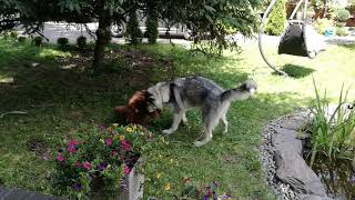 alaskan malamute and her beloved teddy bear by Huncwot 8,669 views 5 years ago 1 minute, 23 seconds