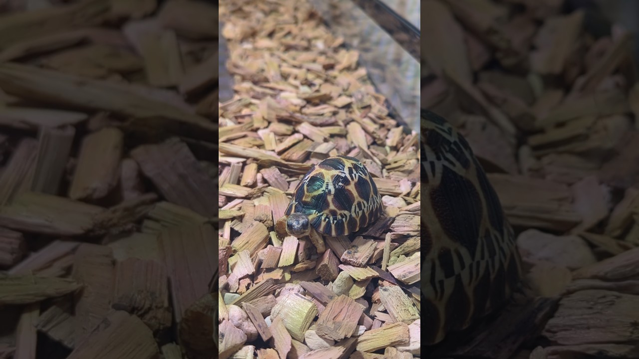 The cutest baby tortoise squishmallow? 