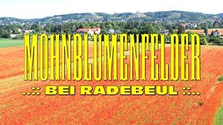 Flug über&#39;s Mohnblumenfeld bei Radebeul - Fly over poppy field