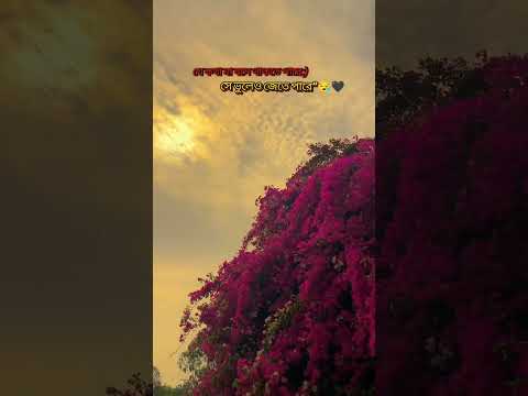 সে ভুলেও জেতে পারে......