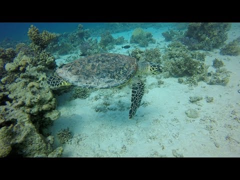 Shaab Sabrina & Banana Reef Diving Egypt, January 2017 Hurghada Red Sea