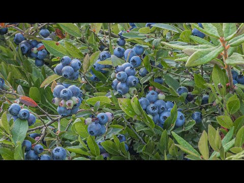 Foraging Wild Blueberries