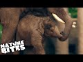 Baby Elephant Has Playtime with her Dad | Secret Life of the Zoo | Nature Bites