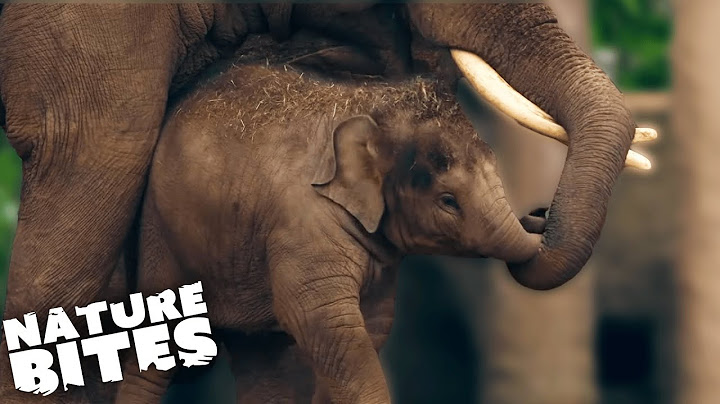 Baby Elephant Has Playtime with her Dad | Secret Life of the Zoo | Nature Bites