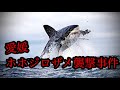 【実話】日本で？愛媛県ホホジロザメ襲撃事件【日本恐怖の人食いザメ】