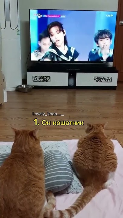 Минхо самый настоящий кот☝😼 #kpop #straykids #minho #рофл #shorts - YouTube