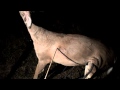 Penetration Test: Tiny Stone Arrowpoints on a Deer (HD)