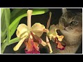 Cattleya dowiana, часть 2. Раскрываю секреты ухода.