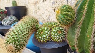 Cactos Replantados e sementeiras