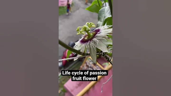 Passion fruit ( life cycle of passion fruit flower ) - DayDayNews