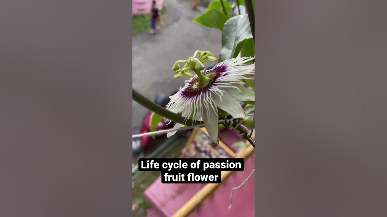 Passion fruit ( life cycle of passion fruit flower ) YouTube