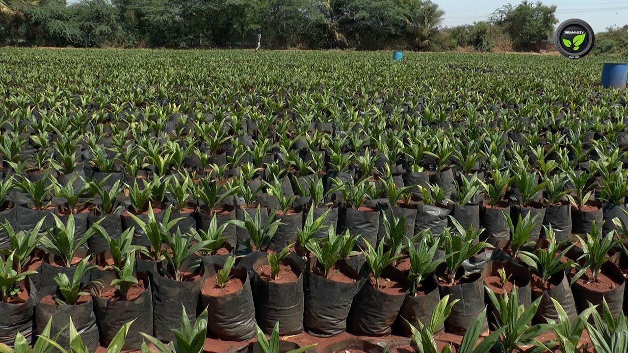 ತಾಳೆ ಬೆಳೆ ವಿಸ್ತರಣೆ ಹಾಗೂ ನರ್ಸರಿ ವಿಧಾನ  -  ಶ್ರೀ ಶ್ರೀಶೈಲ,  ಶ್ರೀ ಸುಜೀತ | Oilpalm Extension and Nursery