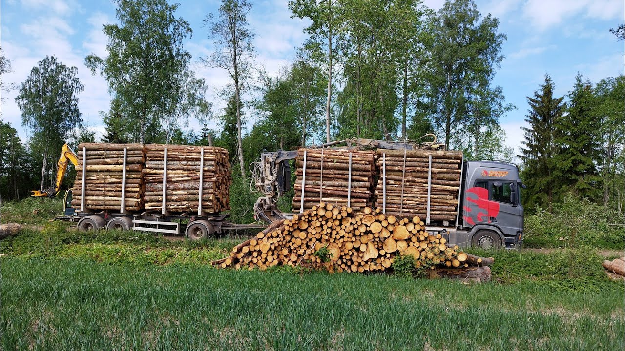 Loading timber. Spruce pulpwood YouTube