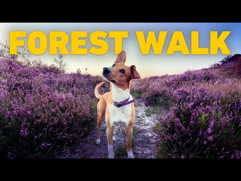 DOG TV 24 7 Summer Dog Walk Through Blooming Heather Classical Piano Music 4K HDR