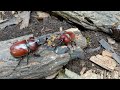 カブトムシ🇯🇵日本の甲虫🇯🇵