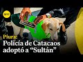 ¿Por qué es importante desparacitar a nuestras mascotas?