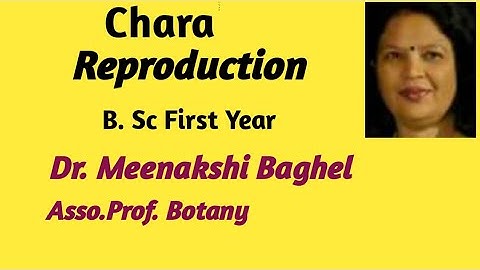 Chara -Sexual Reproduction