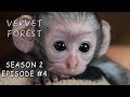Two New Orphan Baby Monkeys Arrive At Our Animal Sanctuary - Vervet Forest S2 Ep. 4