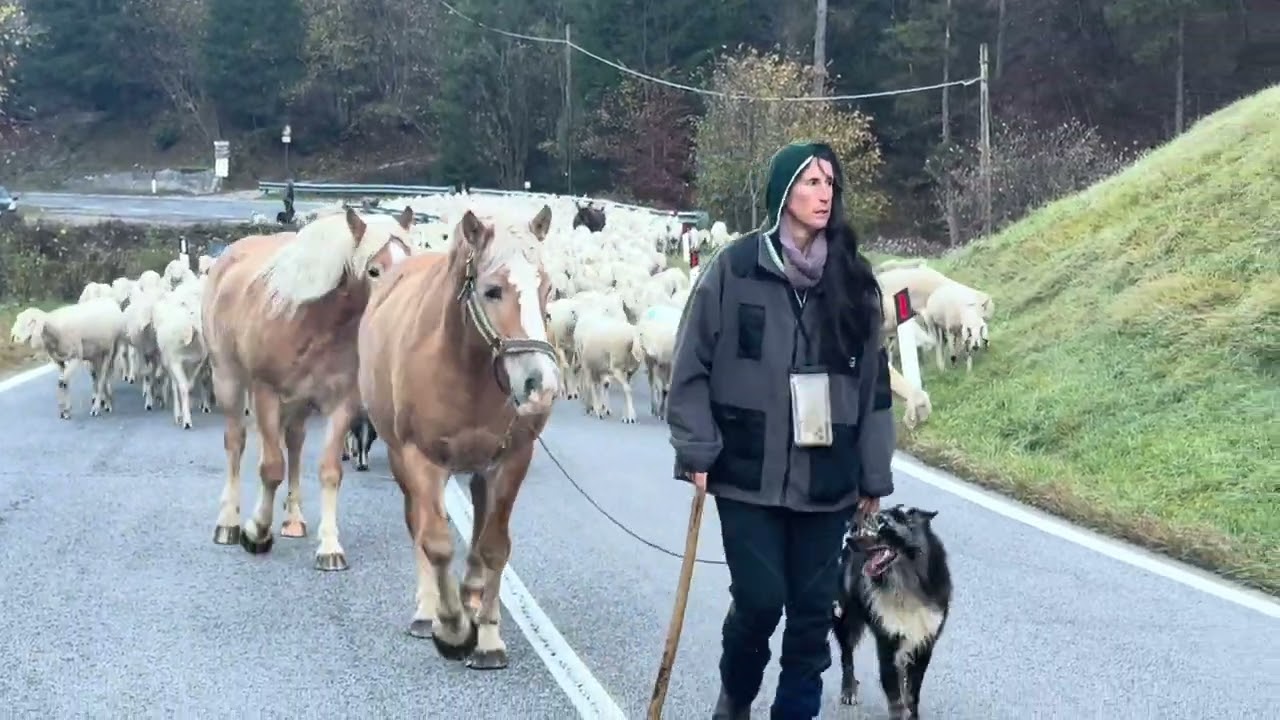 3 Lupi attorno al recinto (Scappiamo)