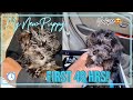 I GOT A NEW PUPPY!|FIRST 48 HOURS WITH MY NEW PUPPY