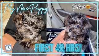 I GOT A NEW PUPPY!|FIRST 48 HOURS WITH MY NEW PUPPY