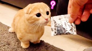 生まれて初めてのまたたびに興奮する子猫たち...【マンチカン】