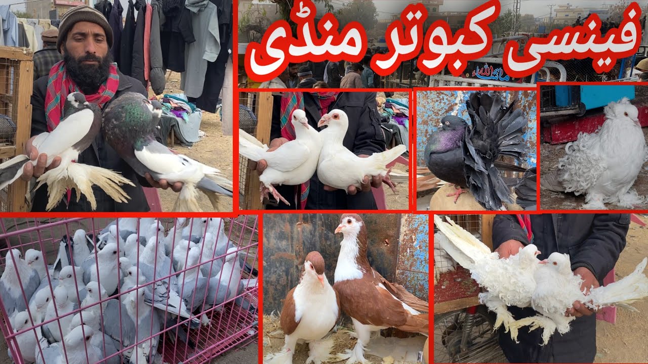 Fancy Pigeon Market Kallar Syedan| Latest Update Fancy Kabootar Price | Fancy Kabutar Mandi 7/1/2025