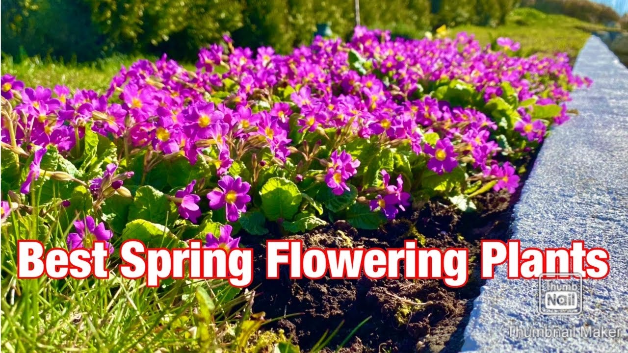 Grow These BEST Spring Flowering Plants You Have It Every Year YouTube