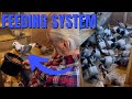 How i feed my racing pigeons must see