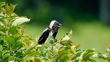 Bobolink Calls (6 June  2022)