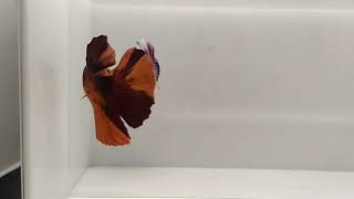 Lagi Di Lelang Di Ignya Bettabomb. Id