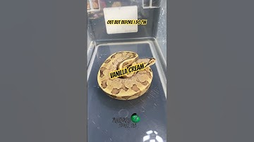 Time to ship some snakes! #molinarosnakelab #ballpythonmorph #royalpython #witchy #reptile #animals