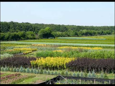 Деревня лесково егорьевский районgbnjvybr. Лесково питомник растений. Лесково питомник растений. Сайт питомника лесково. Сайт питомника лесково.