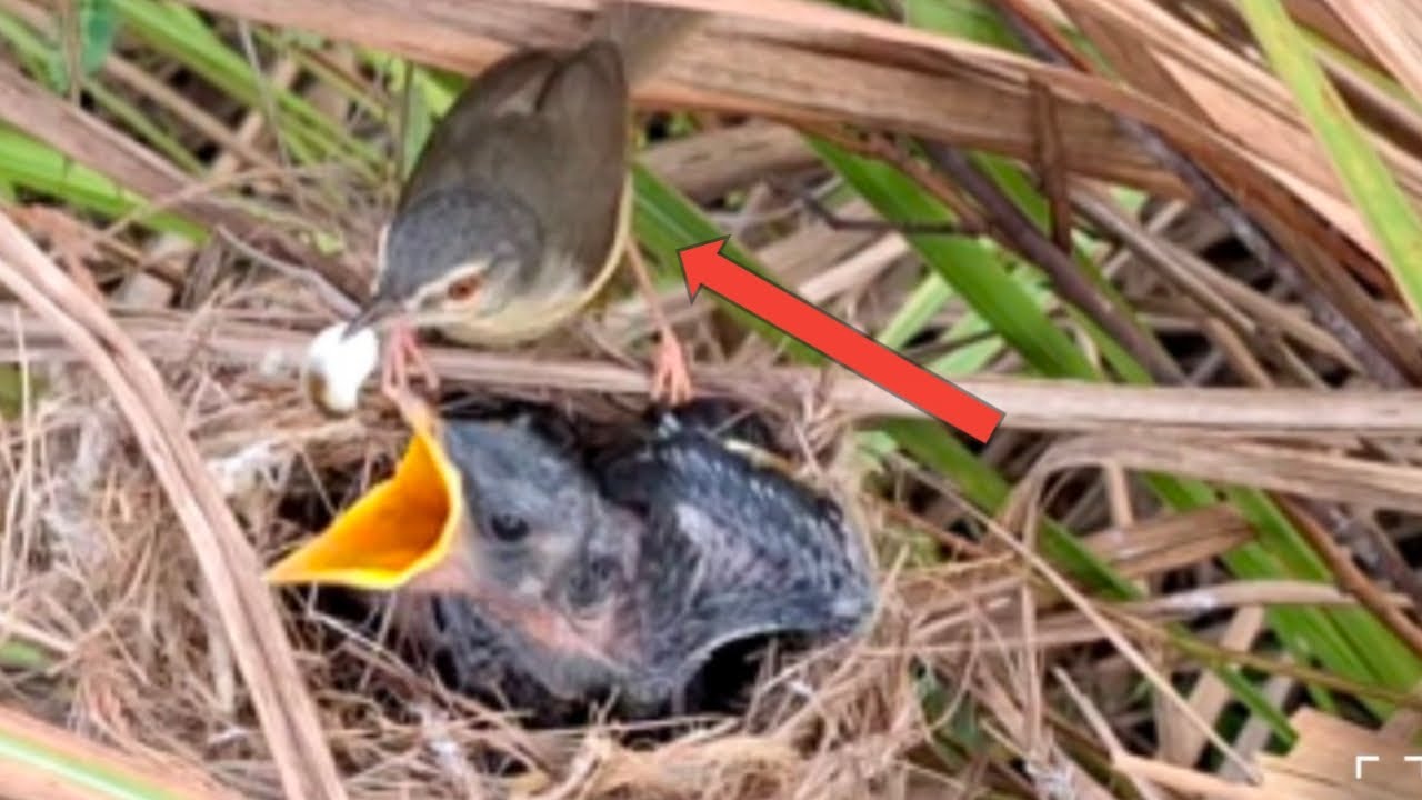 the mother bird is fair to her stepchild