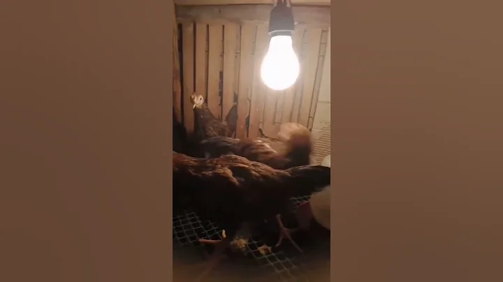 New BREEDING Chicken