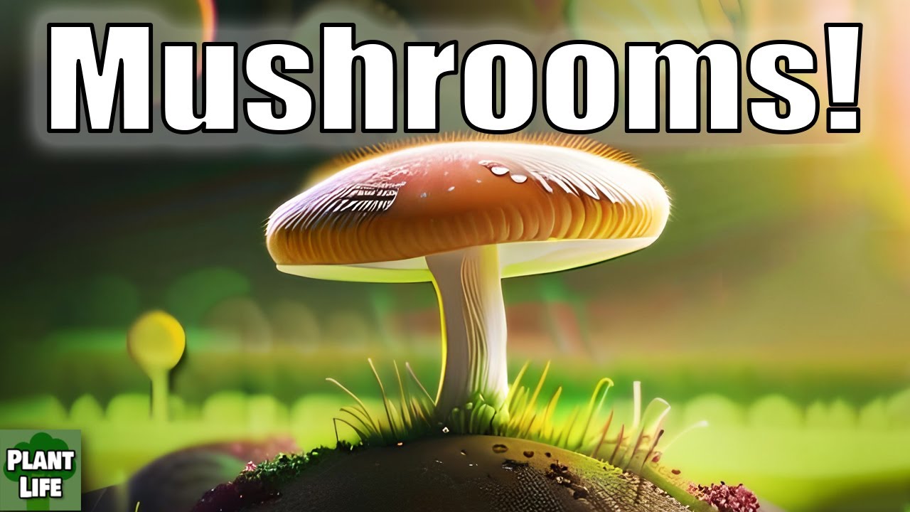 Best Mushroom Grow Kit?  Let’s Test!