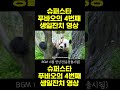 [PandaTV] 슈퍼스타 푸바오의 생일축하영상 #푸바오#아이바오#러바오