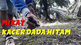 menangkap kacer dada hitam @pemikat