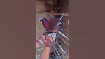 كيف تتكاثر الطيور 2023 