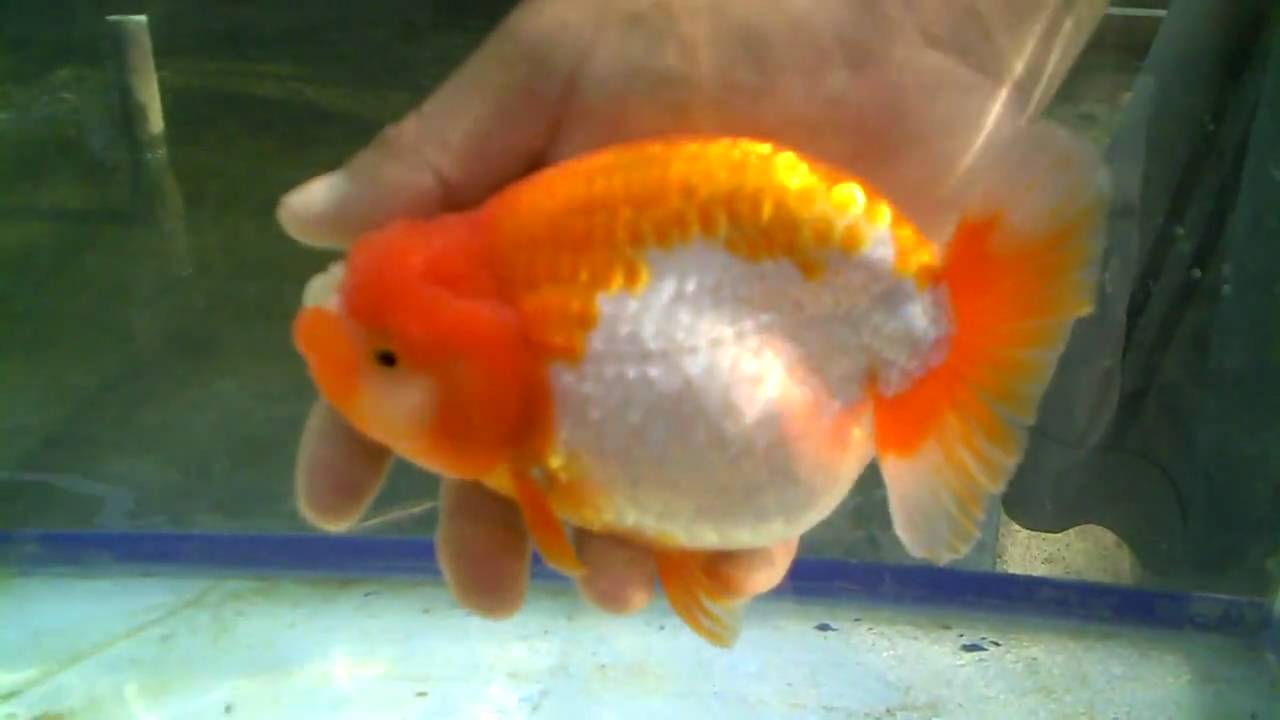 Big Ranchu 2 - Preview - YouTube